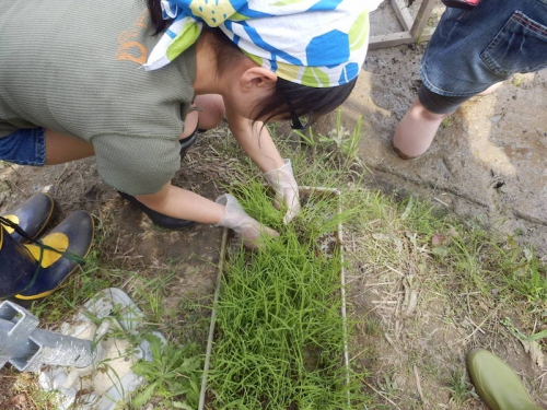 植える苗を準備